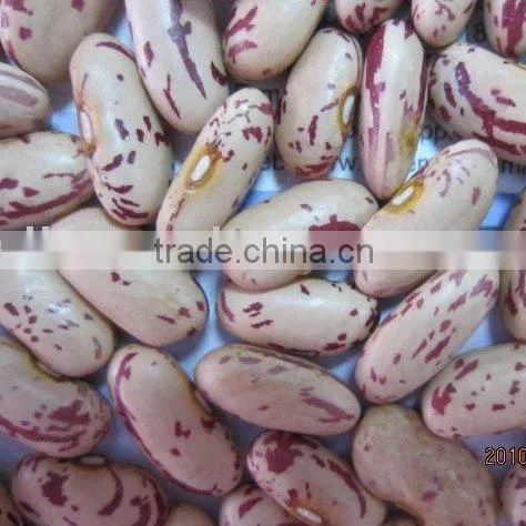 Light Speckled Kidney Bean