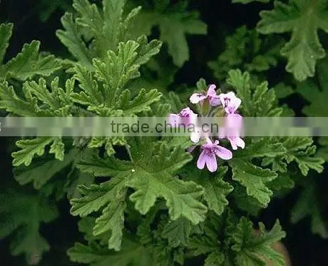 Pelargonium Graveolens (rose Geranium)
