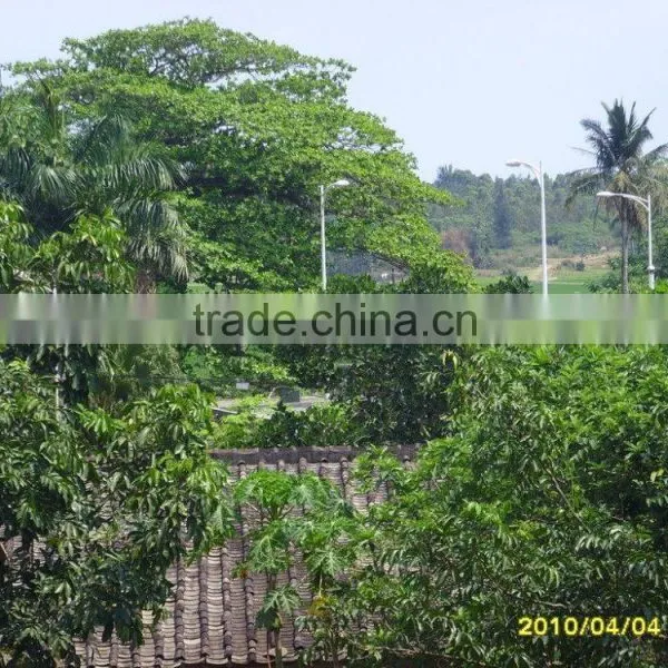 Terminalia Catappa L. photo-3
