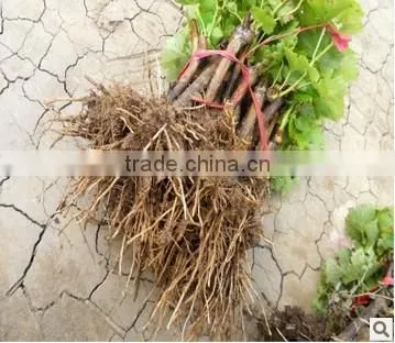 Easy Survival Putao Shu:The Grape Seedling photo-4