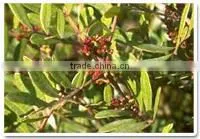 Shikakai Oil photo-2