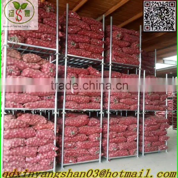Red Onion/Shallot/Red Scallions -(website:qdxinyangshan03) photo-4