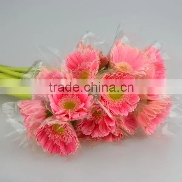 Excellent Quality Honey Products for 2016 Gerbera Flower photo-4