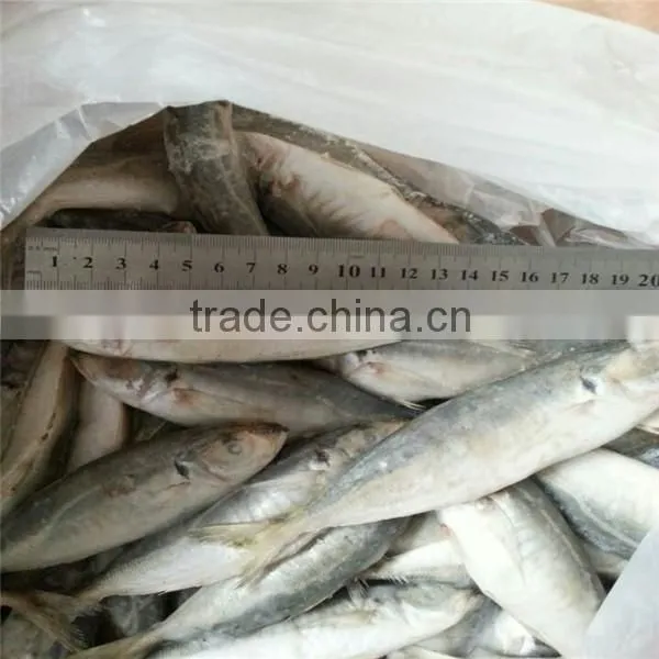 HACCP EU Frozen Horse Mackerel From Pacific Ocean photo-6