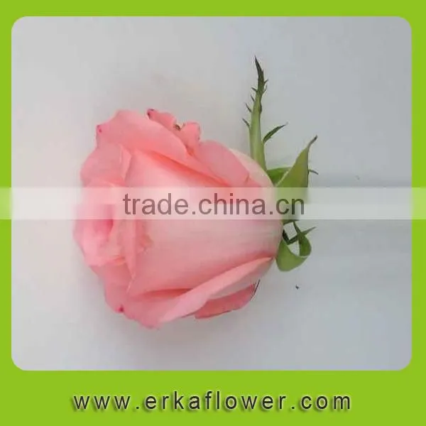 Hot Sale Antirrhinum Rose Seedlings photo-3