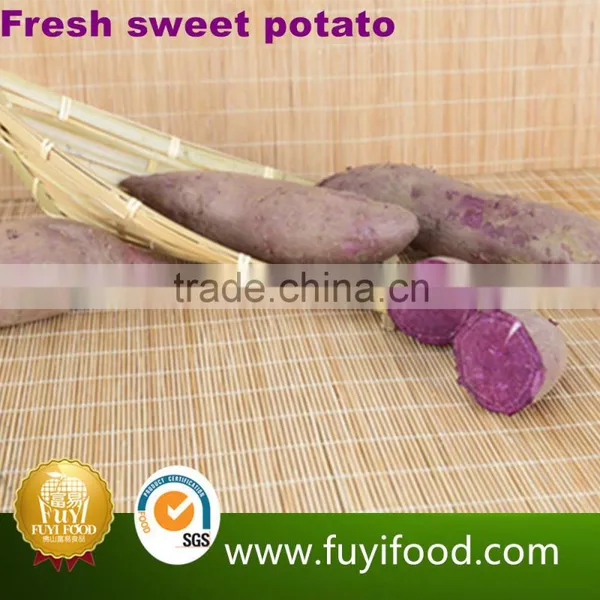 Exporter Fresh Purple Sweet Potatoes photo-3