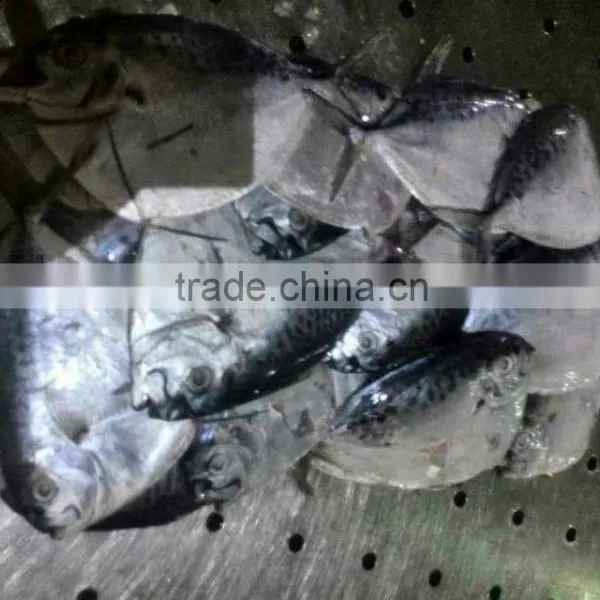 Frozen Whole Round Moon Fish, Frozen Fishes, Best Quality Frozen Fishes photo-2
