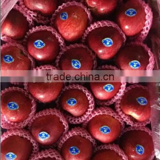 Red Delicious Variety and Common Cultivation Type Red Delicious Apple Avilable in Bulk photo-2