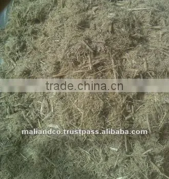 Bagasse