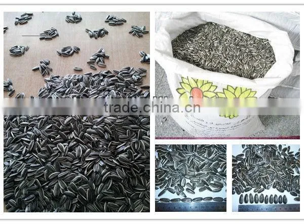 Sunflower Seeds 5009 24/64, 24/68