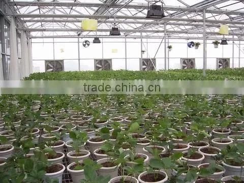 Saled Agricultural Greenhouse for Sale photo-2