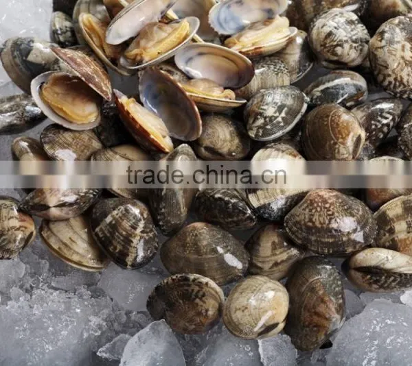 America Standard Short Necked Clam Meat photo-2