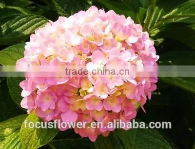 Multi Colors A Grade Cut Fresh Hydrangea Fresh Flower From Yunnan photo-4