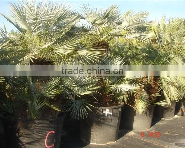 Chamaerops Humilis Cerifera photo-4