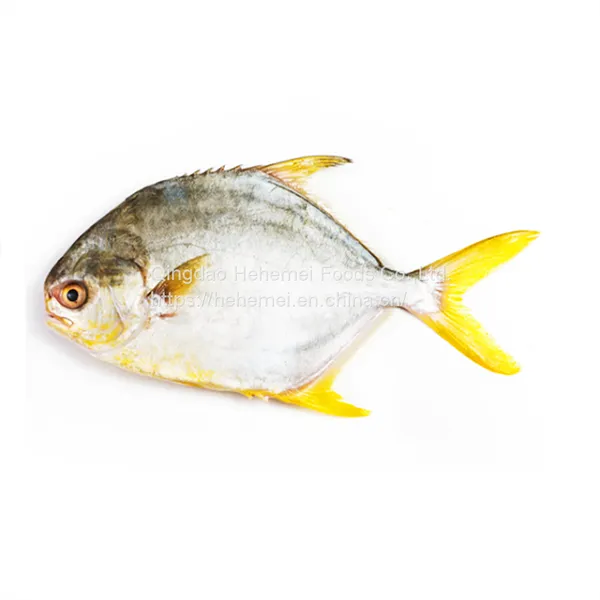 Frozen IQF Golden Pompano /golden Pomfret Fish