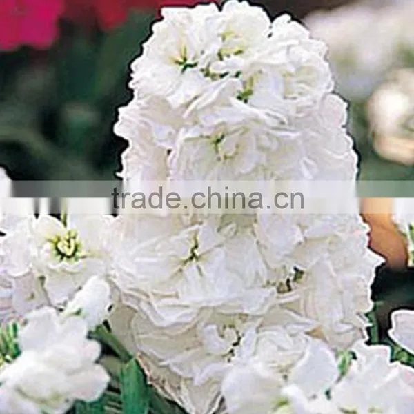 Colorful Best-Selling Fragrant Violet Flowers photo-3