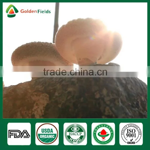 Shiitake Stems,Shiitake Mushroom Spores,Shiitake Growing photo-6