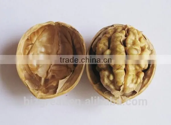 New Crop Bulk Walnut in Thin Shell for Sales photo-4