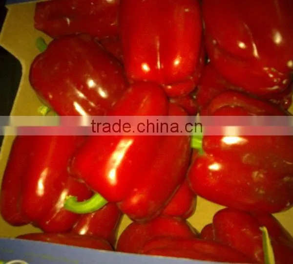 Capsicum photo-5