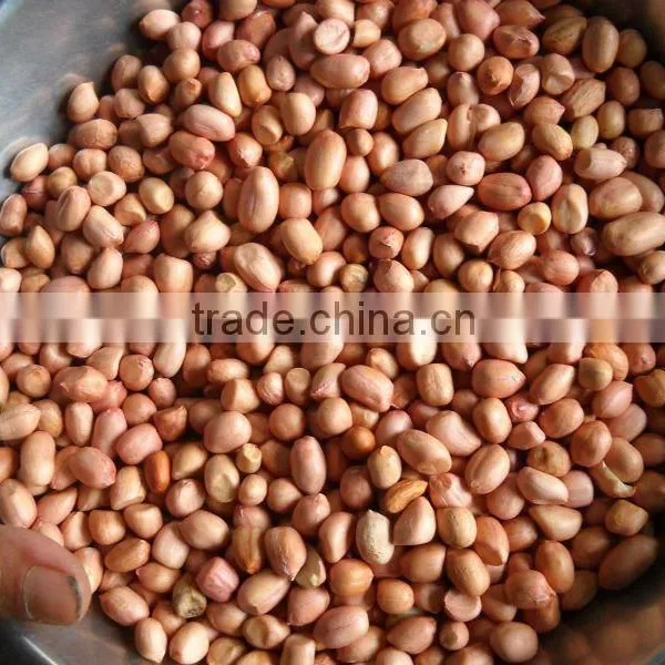 Groundnut