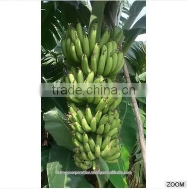 Fresh Cavendish Banana