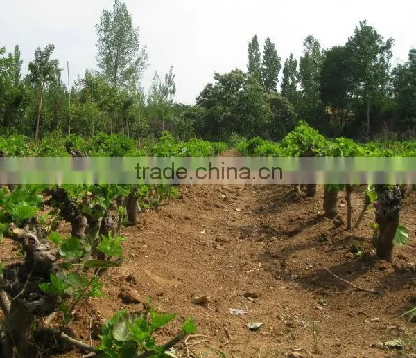 Morus Alba L Seedling photo-6
