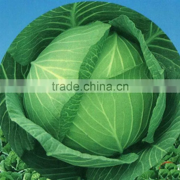 Early Maturity Good Commodity Green Home Garderning Vegetable Seeds for Selling