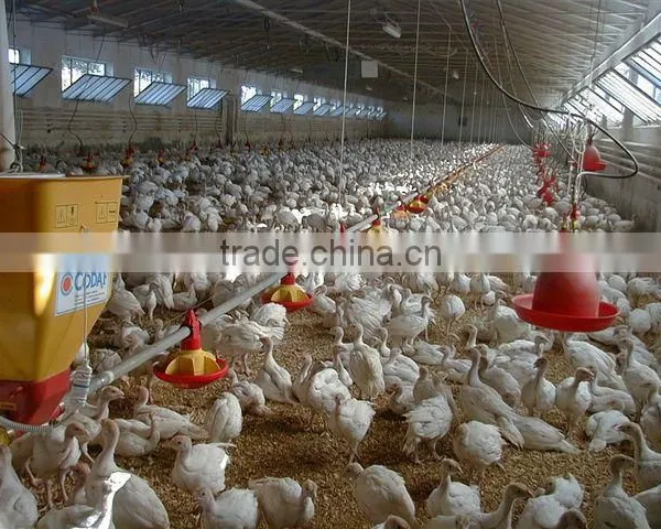 Automatic Broiler Pan Feeding System for Chickens photo-3