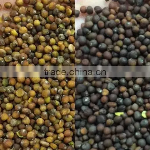 High Quality Seeds Color Sorter With CE/SONCAP Certification photo-4