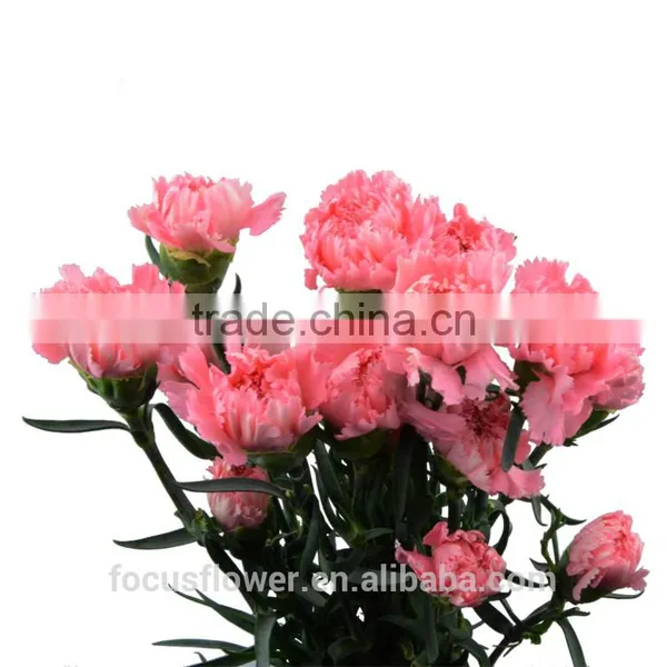 2016 Hot Sale Pink Carnation Flowers Arrangement to Lovers photo-5