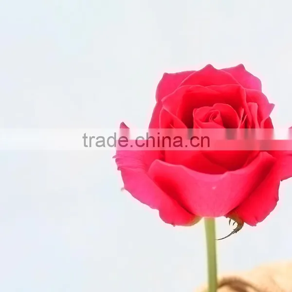 Rose-wholesale Wedding Decorations Wholesale China Fresh Cut Pink Rose Flowers Rose for Sale photo-6