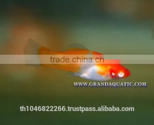 Santa Swordtail Fish Farm - Tropical Fish For Sale photo-4
