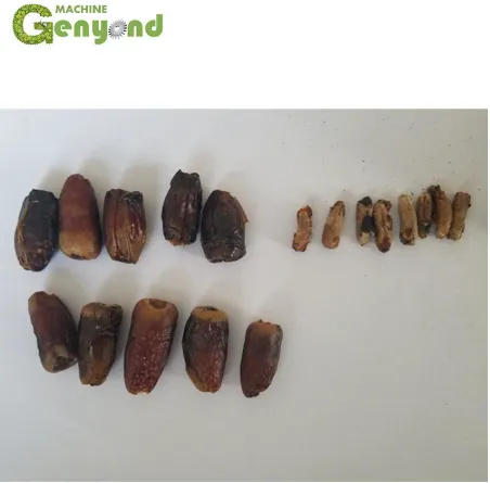 Automatic Dates Pitter Machine/Date Pitting Processing Machine/Date Seed Removing Machine photo-4