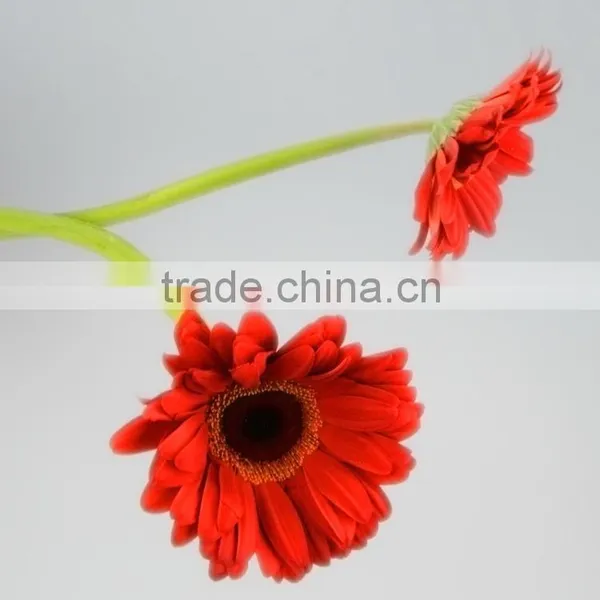 Wide Variety Savanna Fresh Cut Red Gerbera for Decoration photo-6
