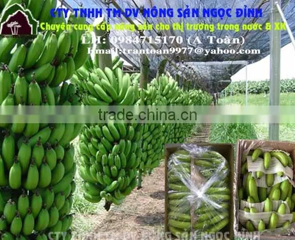 Carvendish Bananas