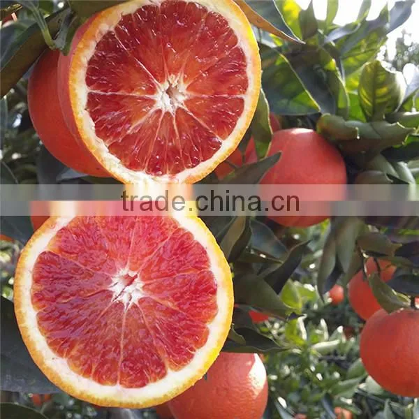 Blood Orange