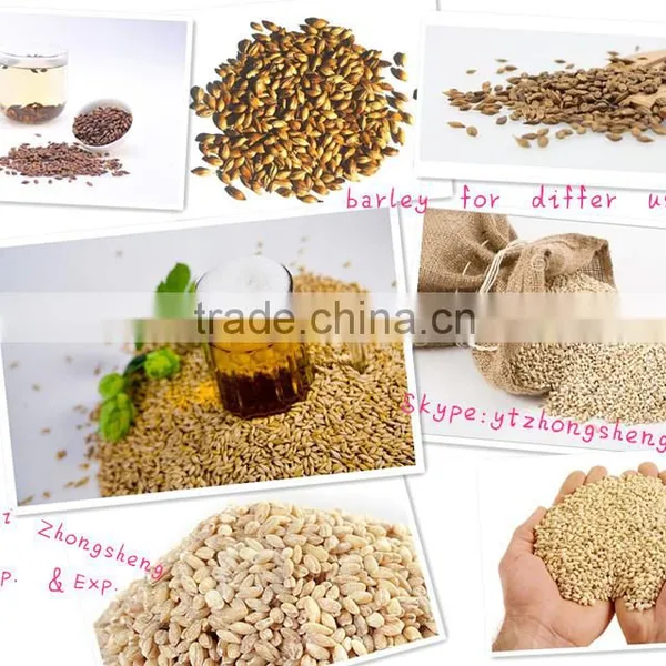 Bulk Container Supply of 2015 Crop Australian Beer Barley Hindmarsh photo-3