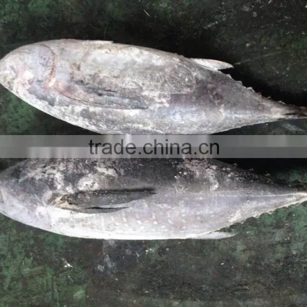 2016 Newly Coming Fish 750g+ Frozen Whole Round Tuna photo-3