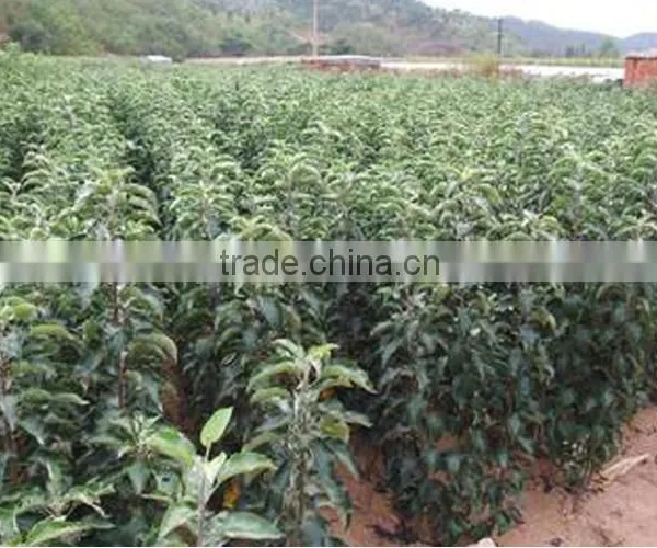 High Quality Apple Seedling photo-4