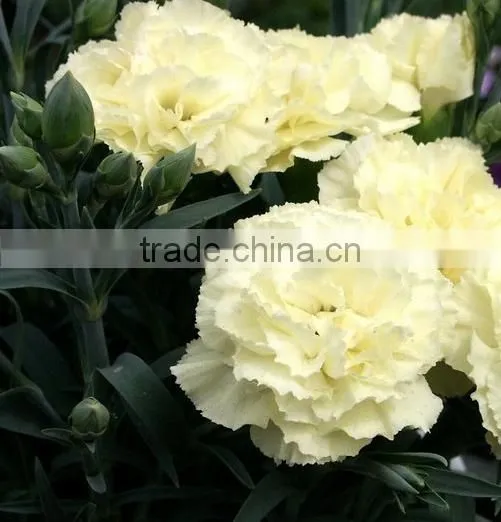 Supply Carnation Fresh Cut Carnation Fresh Cut Flowers photo-6