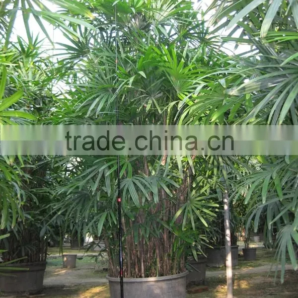 Rhapis Excelsa High 3-5m photo-2