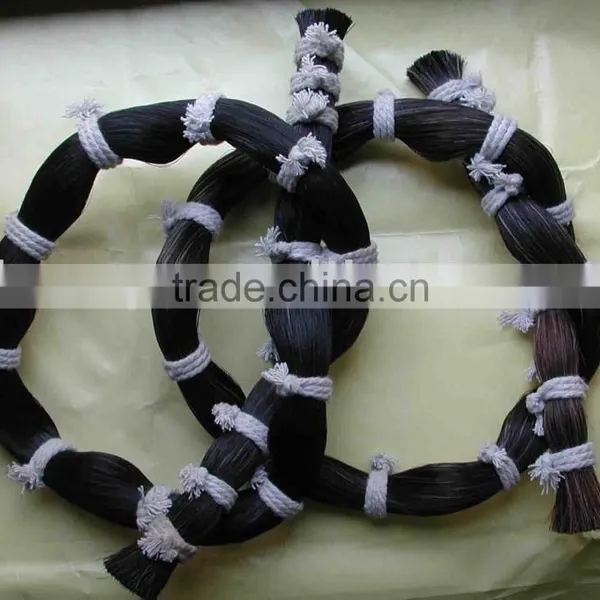 Horse Tail Hairs