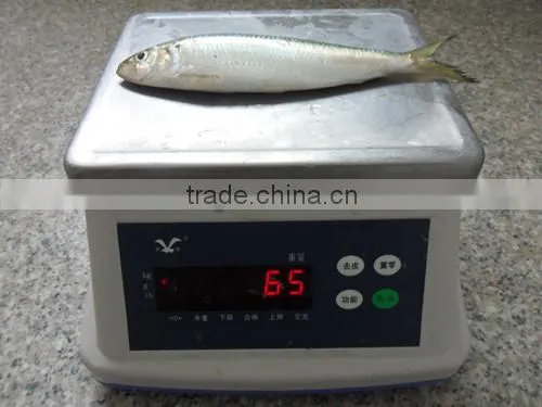 Good Quality Frozen Sardine Seafood Fish 85-90 Pcs photo-2