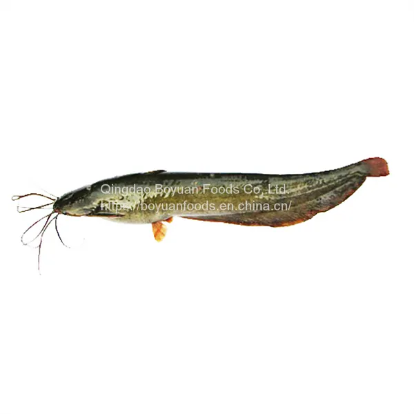 Catfish
