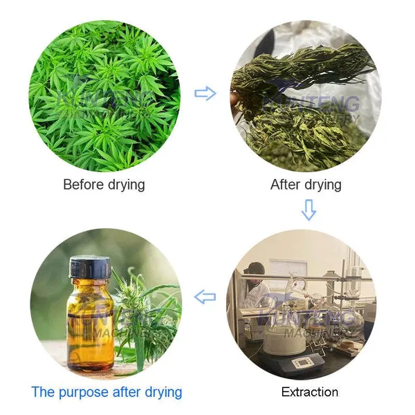 High Efficiency Grass Dryer Maringuana Leaves Dryer Hemp Drying Equipment photo-5