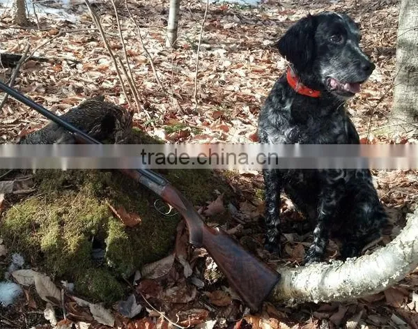 Colorful Hunting Dog Collar in Hunting Season photo-2