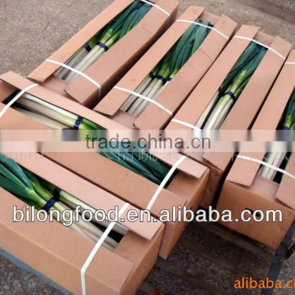 2016 New Crop Fresh Scallions (fresh Leek) photo-2