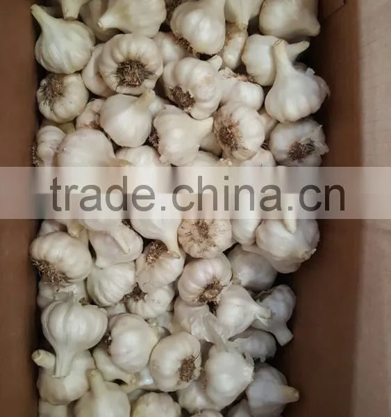 Wholesale Garlic Pure White Garlic 4.5cm-5cm photo-4