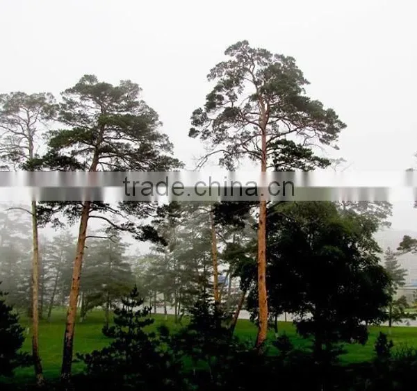 Changpai Scotch Pine Seedling photo-3