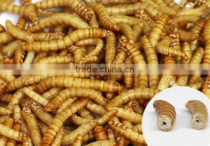 Freeze Dried Mealworms for Pet Food photo-2
